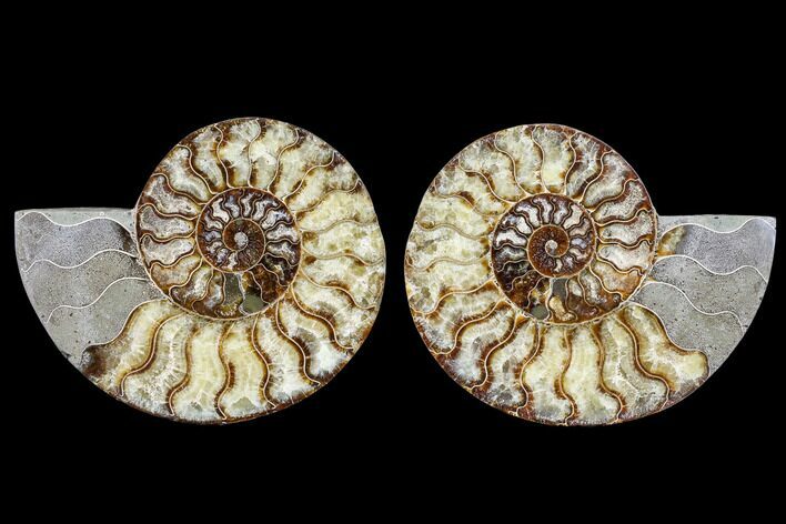 Agatized Ammonite Fossil - Madagascar #113065